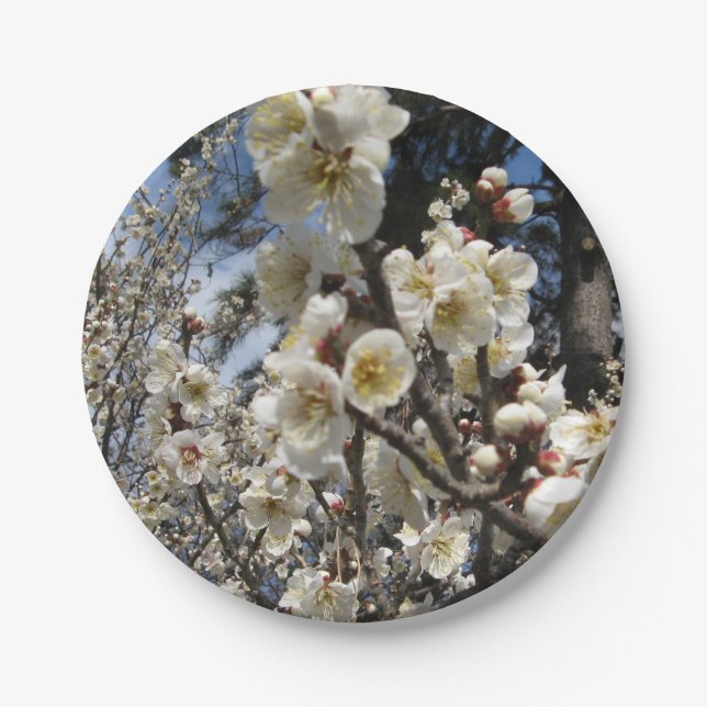 Prato De Papel Flor branco de cereja / Sakura / ク サ(桜) (Frente)