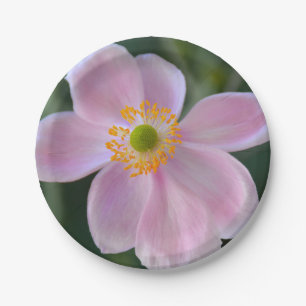 Prato De Papel Flor de anêmona rosa japonesa