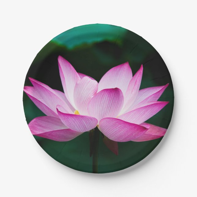 Prato De Papel Flor de Lotus Rosa (Frente)