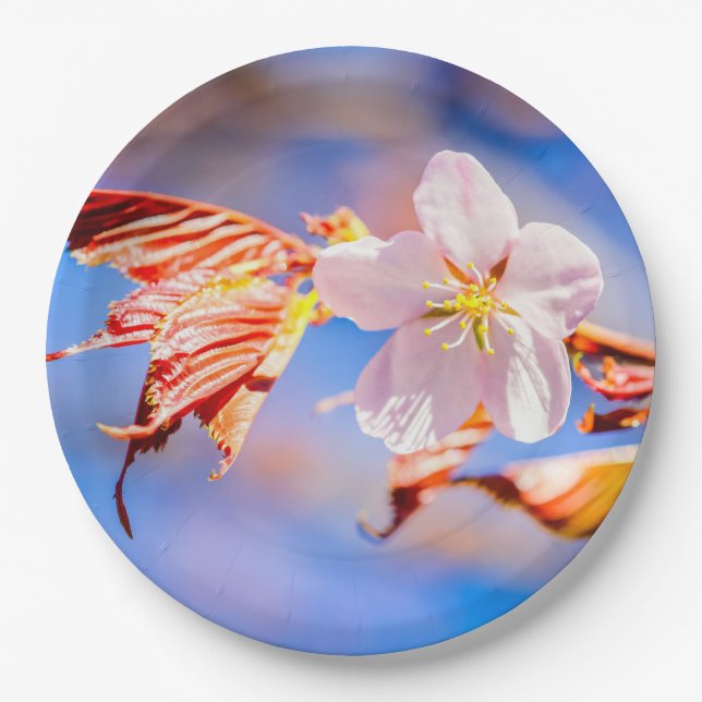 Prato De Papel Flor de Sakura Rosa Céu Azul (Frente)