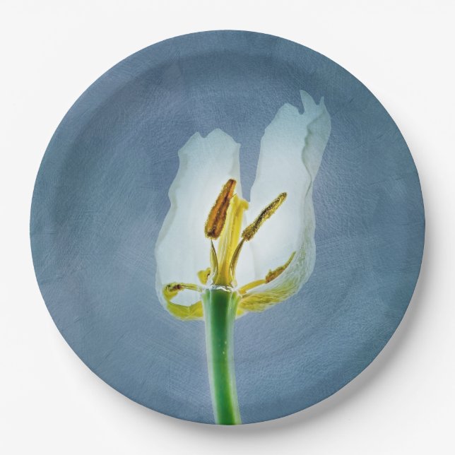 Prato De Papel Flor de tulipa branca (Frente)
