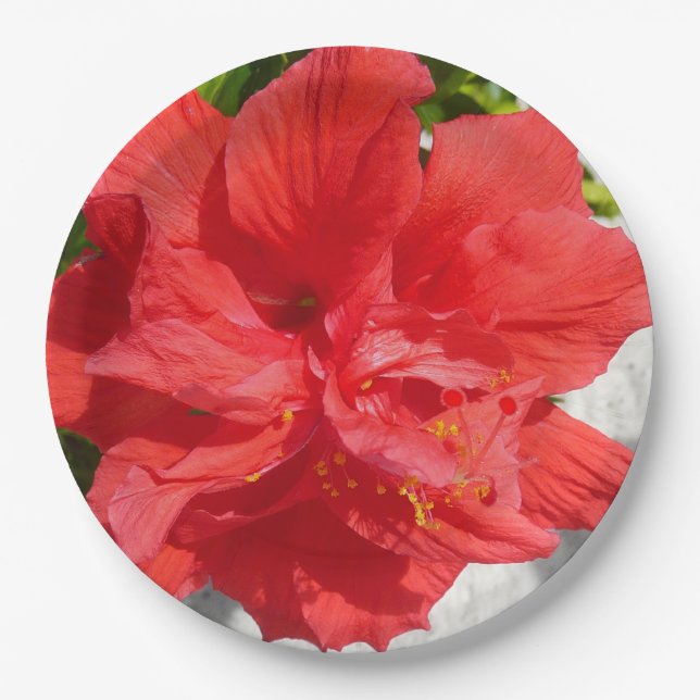 Prato De Papel Flor Red Double Hibiscus (Frente)