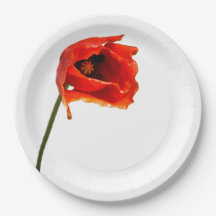 Flor vermelha da papoila