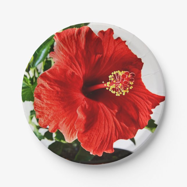 Prato De Papel Flor vermelha do hibiscus (Frente)