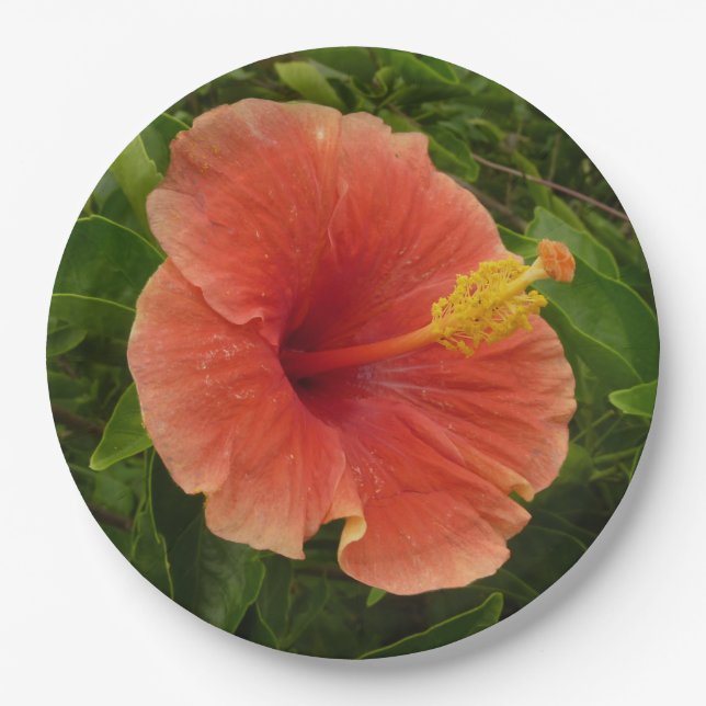 Prato De Papel Floral Tropical de Laranja Hibiscus (Frente)