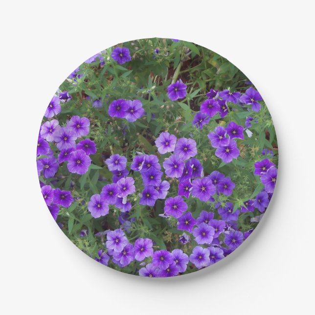 Prato De Papel Flores Phlox roxas em um (Frente)
