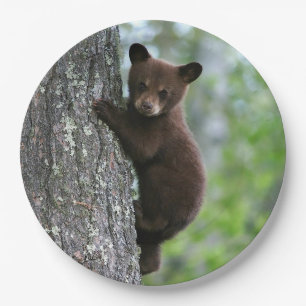 Prato De Papel Foto da Árvore do Cubo do Urso Castanho