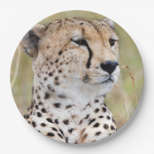 Prato De Papel Foto de Cheetah Big Cat