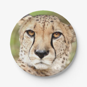 Prato De Papel Foto-guepard, placa de papel de gato.