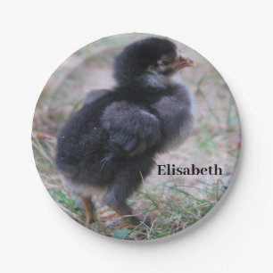 Prato De Papel frango, pintinhos, galinhas, pintinhos, animais, a