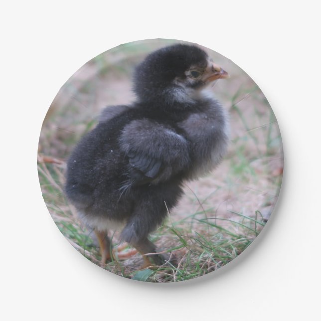 Prato De Papel frango, pintinhos, galinhas, pintinhos, animais, a (Frente)