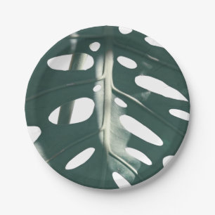 Prato De Papel Funky Pale Green Swiss Cheese Plant