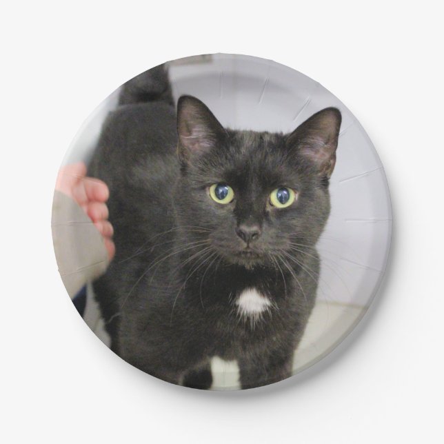 Prato De Papel Gato (Frente)