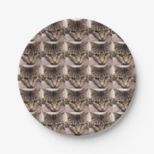 Prato De Papel Gato-Instagram do gato malhado por Shirley Taylor