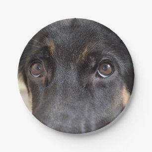Prato De Papel German shepherd por Shirley Taylor