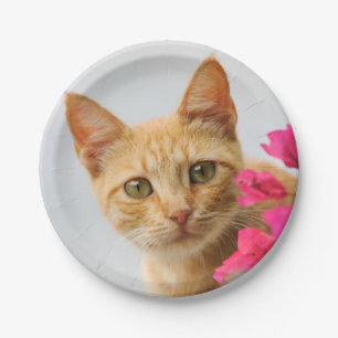 Prato De Papel Ginger Kitten Cute Assistindo, Festa