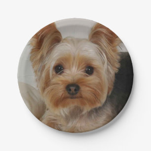 Prato De Papel Gorgeous Yorkshire Terrier