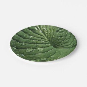 Prato De Papel Gotas de chuva na placa de papel Hosta Leaf 7 pole