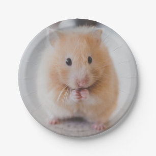 Prato De Papel hamster