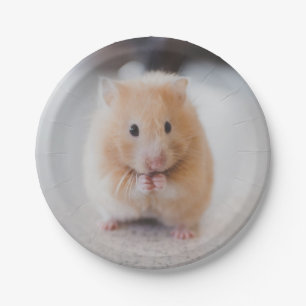 Prato De Papel Hamster bonito