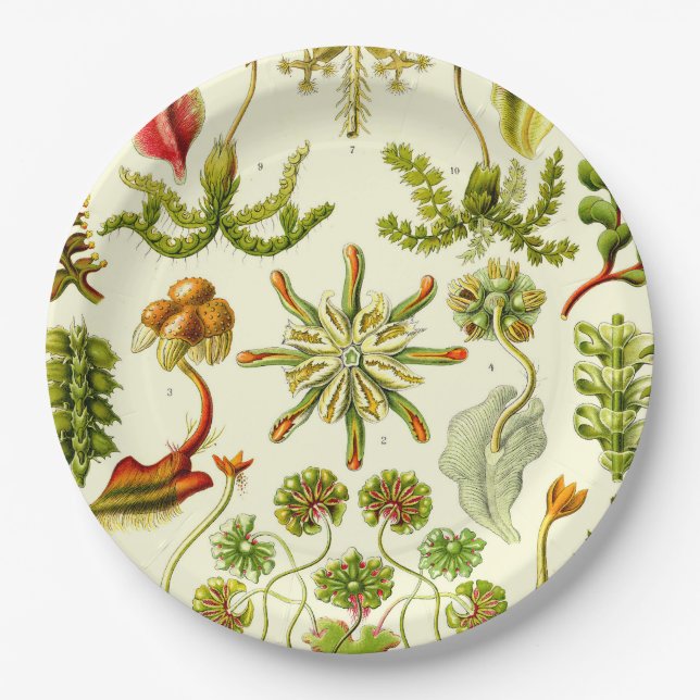 Prato De Papel Hepaticae de Ernst Haeckel (Frente)