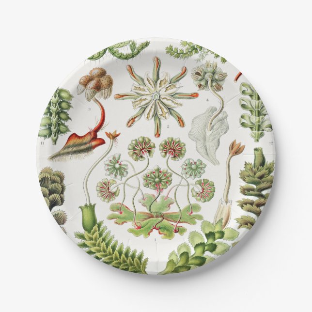 Prato De Papel Hepaticae Lebermoose por Ernst Haeckel (Frente)