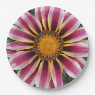 Prato De Papel Hereford