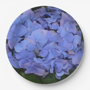 Prato De Papel Hortênsia Rustica Roxa Hydrangea macrophylla