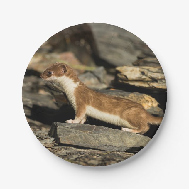 Prato De Papel Hunting Weasel (Frente)
