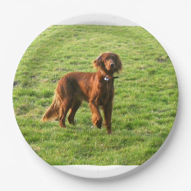 Prato De Papel irish setter completo 2 (Frente)