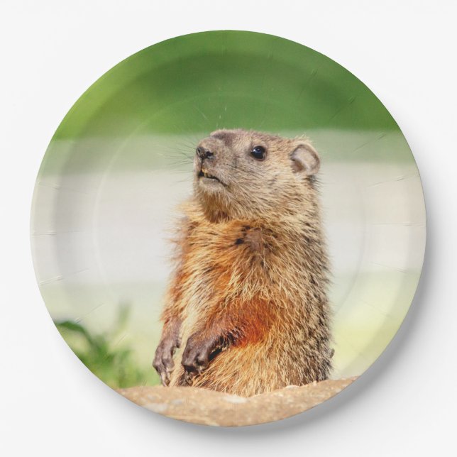 Prato De Papel Jovem Groundhog (Frente)