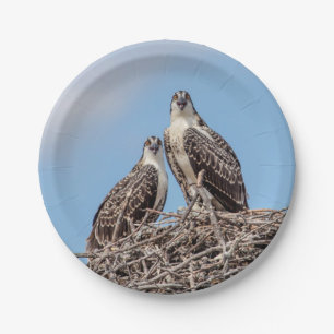 Prato De Papel Juvenil Osprey no ninho
