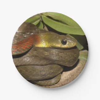 Prato De Papel Keelback de pescoço encarnado