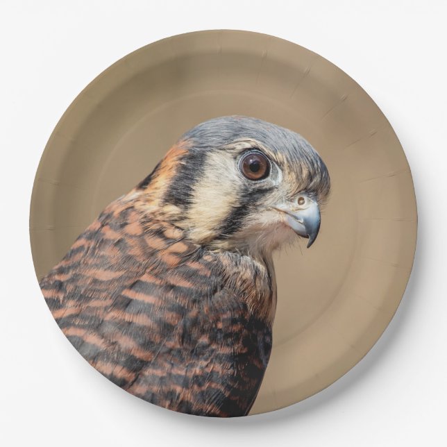 Prato De Papel Kestrel Americano (Frente)