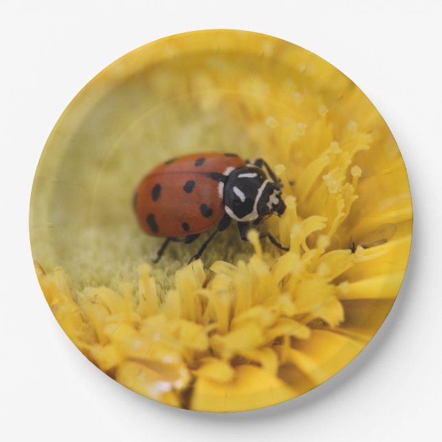 Prato De Papel Ladybug (Frente)
