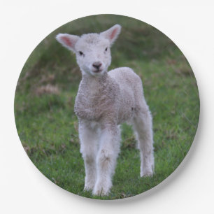 Prato De Papel Lamb Baby Shea Fazenda Animal
