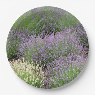 Prato De Papel Lavanda bonita