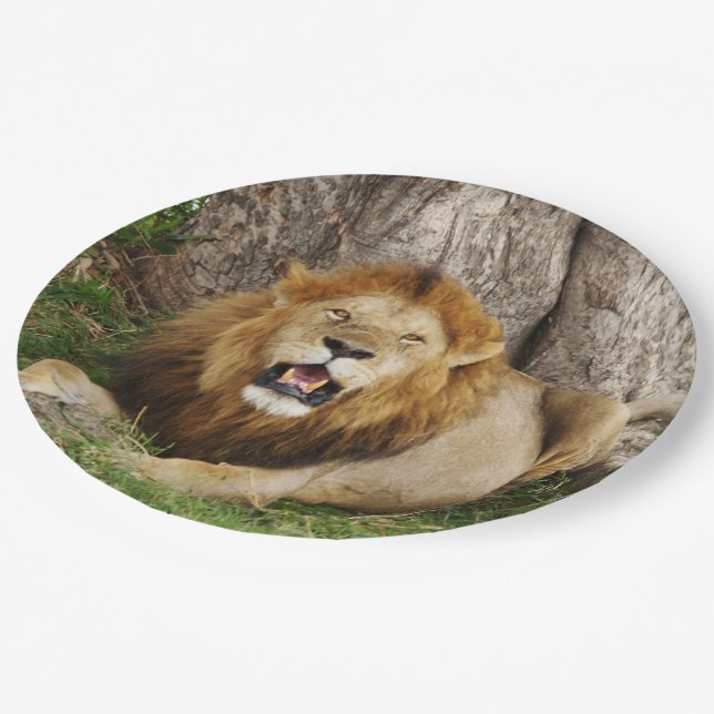 Prato De Papel Leão em Maasai Mara 1 (Inclinado)