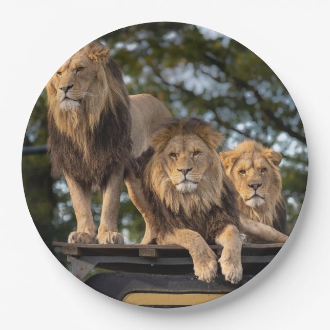 Prato De Papel Leões (Frente)