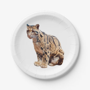 Prato De Papel leopardo nebuloso fotografia selva grande gato ani