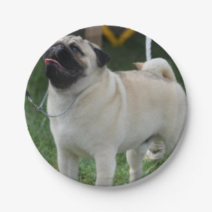 Prato De Papel Levantando o Pug