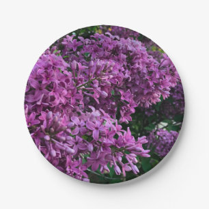 Prato De Papel Lilases roxos cor-de-rosa fotografia floral rosa