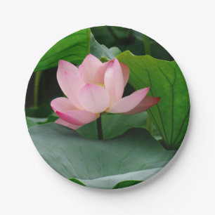 Prato De Papel Lily Rosa