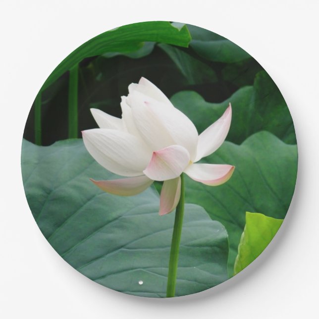 Prato De Papel Lily White Water (Frente)