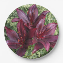 Lírios Asiáticos Vermelhos Escuros Floral