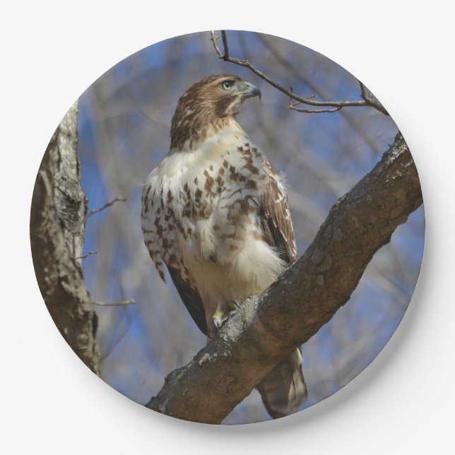 Prato De Papel Majtic Hawk (Frente)