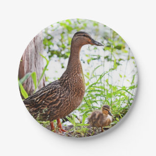 Prato De Papel Mallard e Ducklings por Shirley Taylor