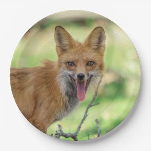 Prato De Papel Mama Fox no Vale do Hudson