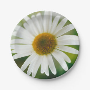 Prato De Papel Margarida Branca de Oxeye - Leucanthemum vulgare