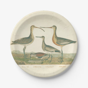 Prato De Papel Marsh Bird Curlew Snipe Birding